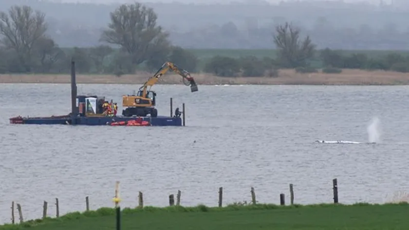 Almanya Baltık kıyısında üç hafta mahsur kalan kambur balina Timi kurtuldu