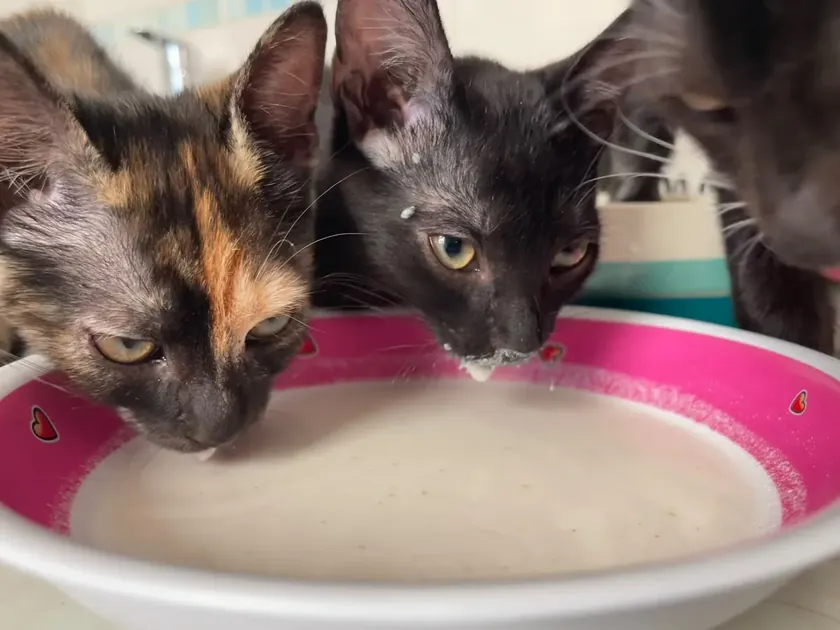 Sırbistan'da bir kedi hikayesi Her kedi severin kalbini ısıtacak bir hikaye