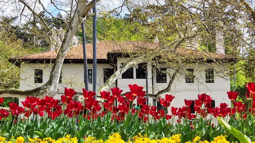 Ev Bitkileri İçin Hint Yağı Sırrı: Sürekli Çiçek Açan Gür Bitkiler İçin İpucu