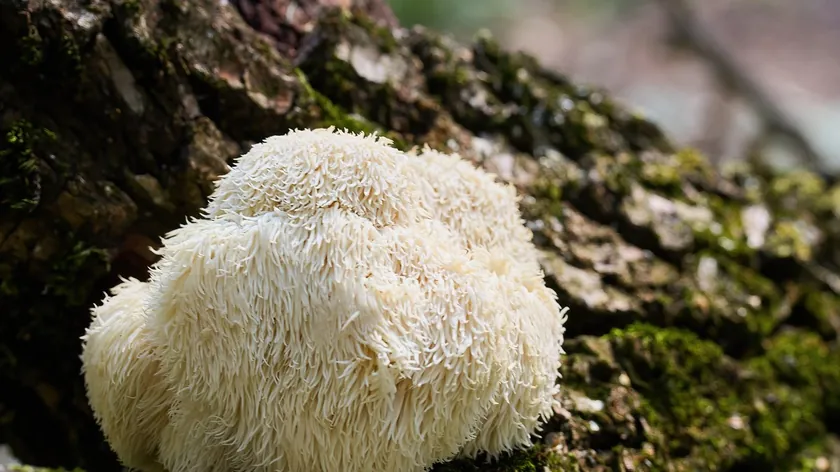 Aslan Yelesi Mantarı Doğru Dozajda Kullanılmalı, Yan Etkilerine Karşı Dikkatli Olunmalı