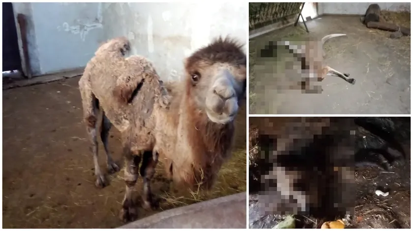 Sırbistan'da zoo parkındaki hayvanlara yönelik şikayetler reddedildi.
