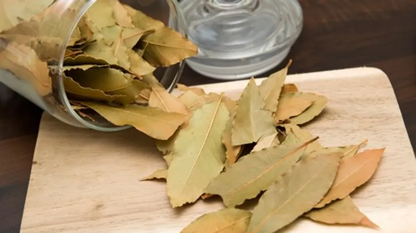 Evlerde Hamam Böceklerine Karşı Doğal Yöntem Defne Yaprağı Öneriliyor