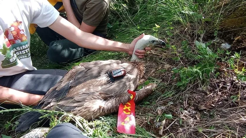 Sırbistan'dan Rajka isimli akbaba Afrika'ya uçarak rekor bir yolculuğa imza attı