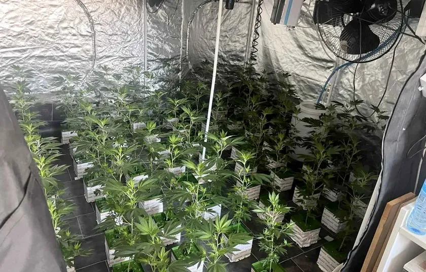 Sırbistan polisi Barajnica'da operasyon düzenledi 5 kişi gözaltına alındı, 1.700 marihuana bitkisi bulundu
