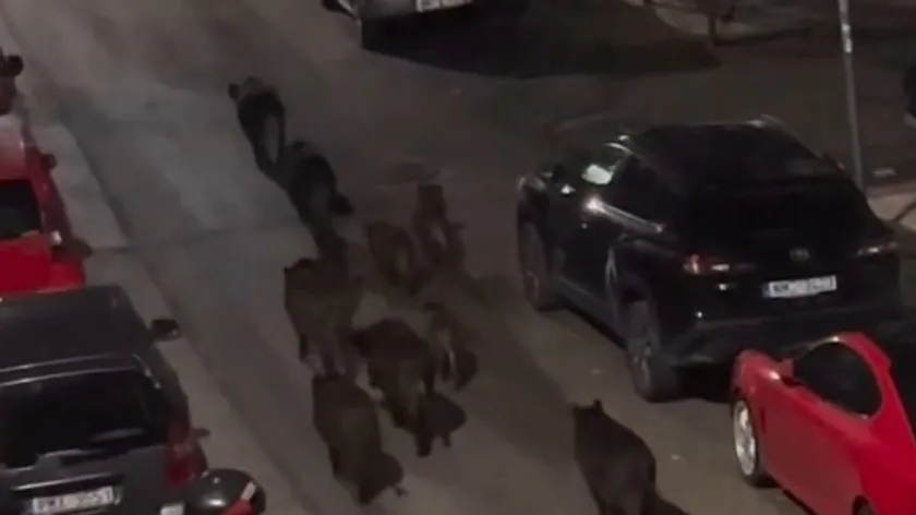Solun'da 12 Divlî Sığının "Banda" Gibi Patroniye Gördü