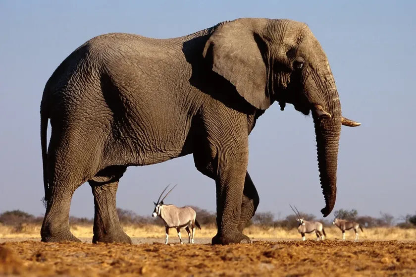 Kenyada gizemli bir hastalık nedeniyle en az 19 fil öldü.