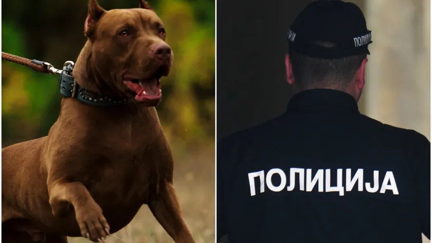 Sırbistan Knyaževats'ta başıboş pitbull saldırdı: Köpek öldü, sahibi yaralandı