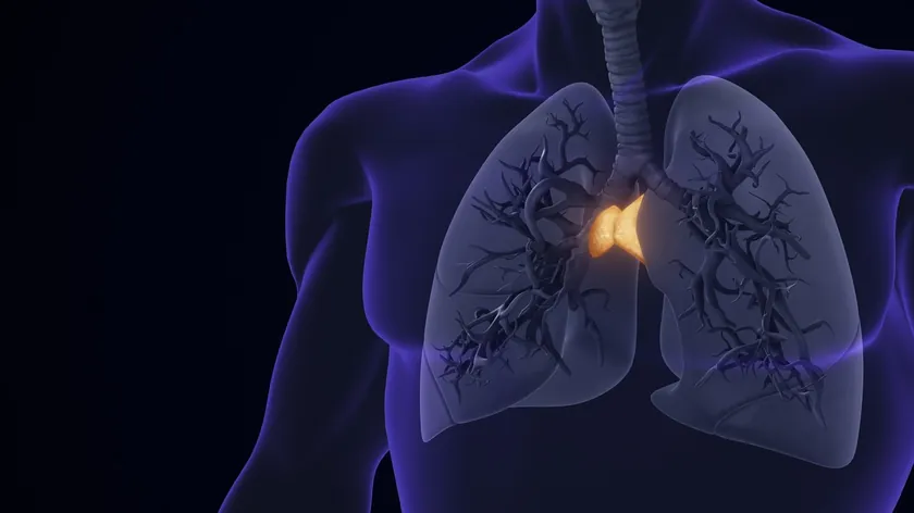 Yeni Araştırma Timusun Kanser Tedavisi ve Yaşam Süresi İçin Önemini Vurguladı