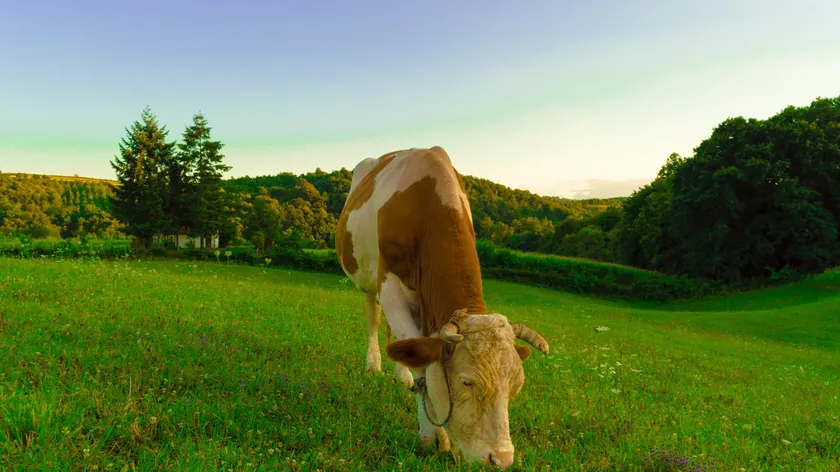 Polonya'da çiftliğinden kaçan inek, aylar sonra Avrupa bizon sürüsüyle birlikte bulundu