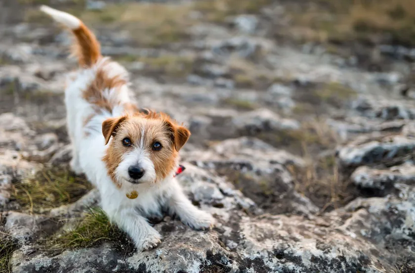 Köpeklerin Gereksinimlerini Anlamak: Neden Sahiplerini Gördüğünde Geriniyorlar?