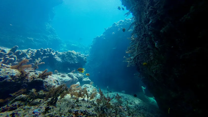 Pasifik Okyanusu Derinliklerinde Gizemli Canlılar ve Tanımlanamayan Hayvan Keşfedildi