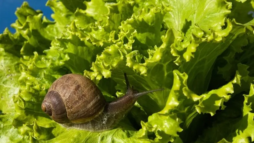 Sırbistan'dan bahçelerdeki salyangoz sorununa etkili çözüm önerisi geldi