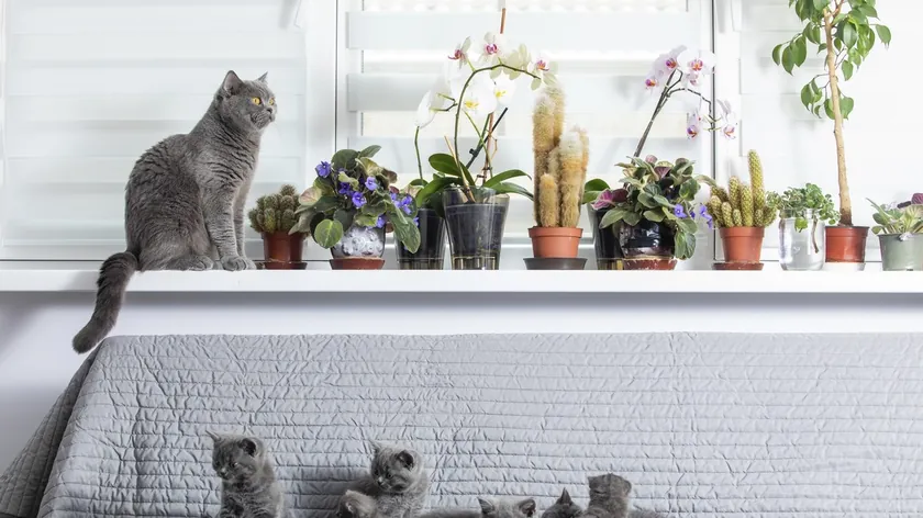 Moskova Yakınlarındaki Istra'da Kedilerin Yangına Neden Olduğu Aktarıldı