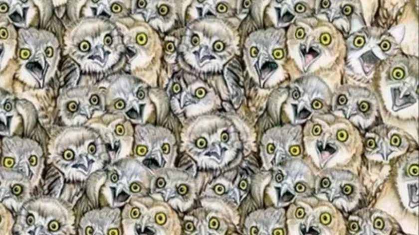 Sadece küçük bir grup insan tavuklar arasında kediyi bulabilir Siz bunlardan mısınız?