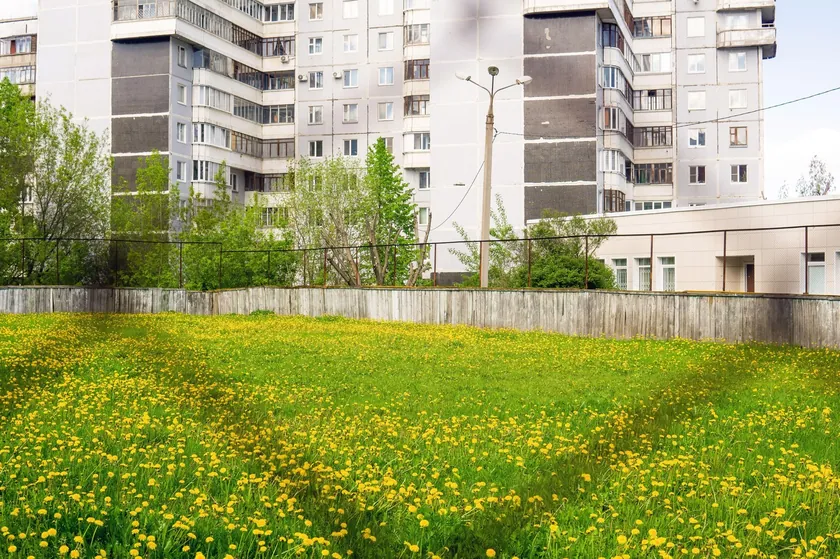Maslaçak: Tüm Vücut İçin Şifalı ve Ücretsiz Bir Bitki