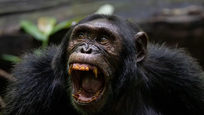 Uganda'da şempanze topluluğu sekiz yıldır ölümcül bir savaşla bölündü