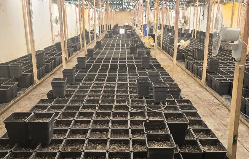 Sırbistan'da Smederev çevresinde 500 kilogramlık marihuana ele geçirildi.
