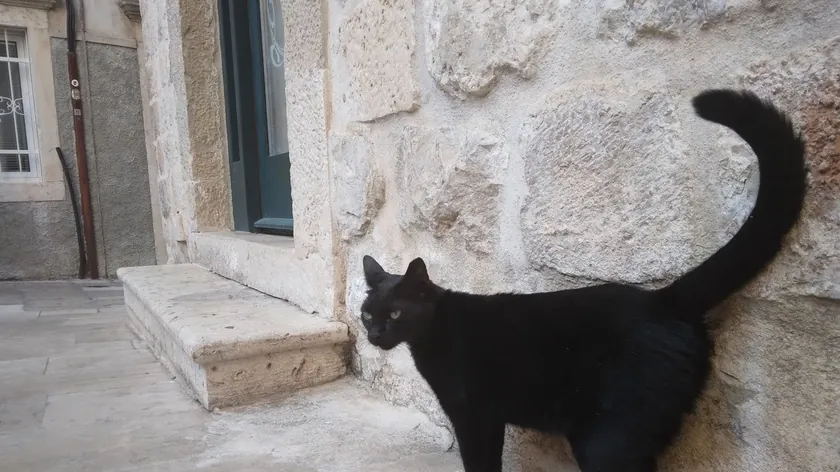 İstanbul'da kediler sadece sokak hayvanı değil, komşular, yerel yıldızlar ve şehrin kimliğinin bir parçasıdır.