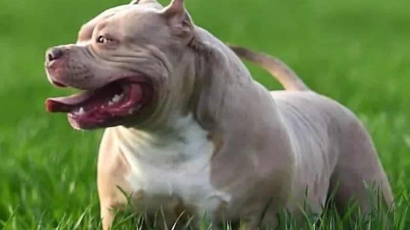 Britanya'da yaşlı adamı öldüren köpeğin sahibi mahkemece suçlu bulundu