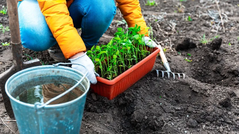 Ev Atıklarını Azaltmanın En Kolay Yolu Çay Poşetleri Bahçeniz İçin Değerli Olabilir