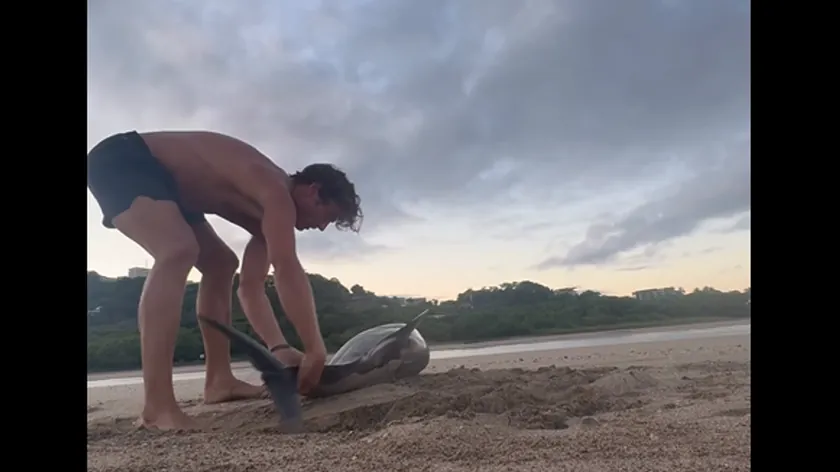 Kosta Rika'da karaya vuran yunusu kurtaran profesyonel kaykaycı viral oldu