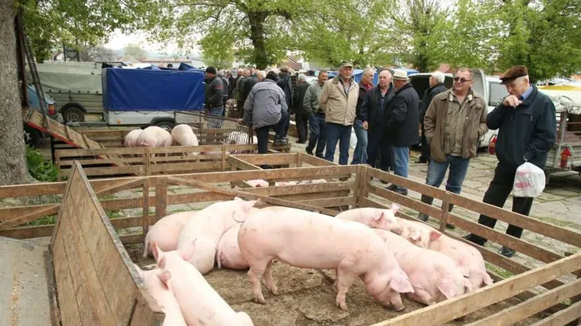 Sırbistan'da Canlı Hayvan Pazarlarında Alım Fiyatları Genel Olarak Yükseldi
