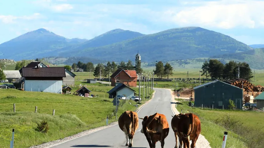 Sırbistan Hükümeti hayvancılık teşviklerine 33 milyar dinardan fazla kaynak tahsis etti
