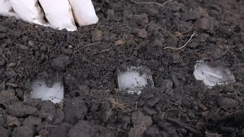 Sırbistan'da Bahçeciler Havuç Ekimini Kolaylaştırmak İçin Buz Küpü Yöntemini Kullanıyor