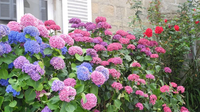 Ortanca Yetiştiriciliğinde Doğru Tür Seçimi Başarının Anahtarı Olduğu Belirtildi