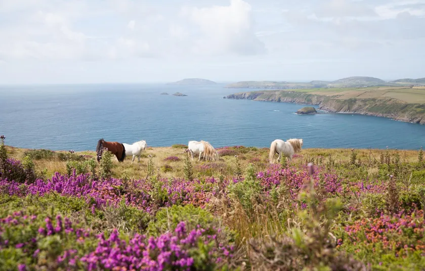 Bardsey Adası'nda "hayal iş" fırsatı: Saat ücreti 15 euro, konaklama ücretsiz