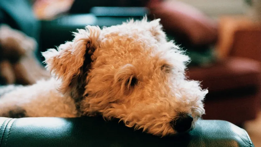 Köpekler İnsan Duygularını Nasıl Anlıyorlar?