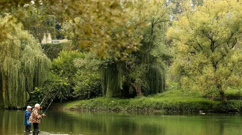 Dunav Kraliçesi Morina Türü Nesli Tükenme Tehlikesiyle Karşı Karşıya Kaldı