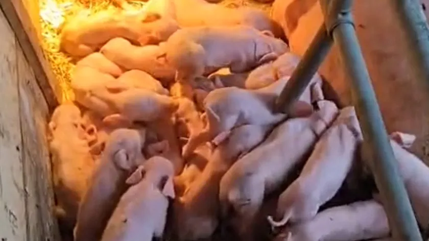 Sırbistan'ın Laćarak köyünde bir domuz 33 yavru doğurarak şaşırtıcı bir rekor kırdı