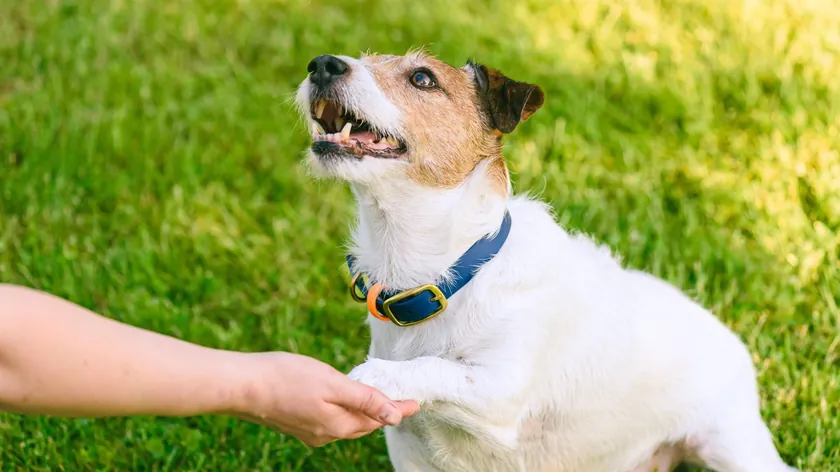 Yaşlı Köpeklerin Düzenli Sağlık Kontrolleri Onların Ömrünü Uzatabilir