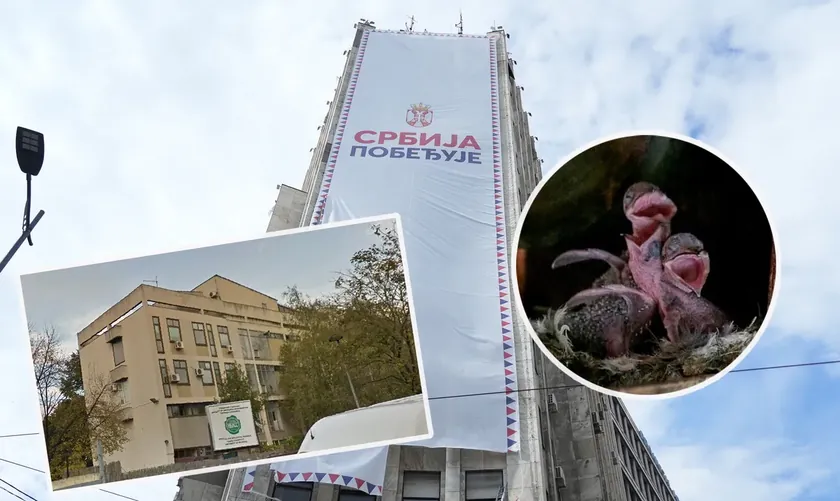 Belgrad Albania Sarayı'nda sıkışan beyaz ebabil yavruları kurtarılıp koruma altına alındı