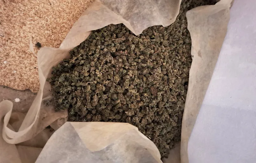 Sopota yakınlarında kiralanmış evde marihuana laboratuvarı bulundu