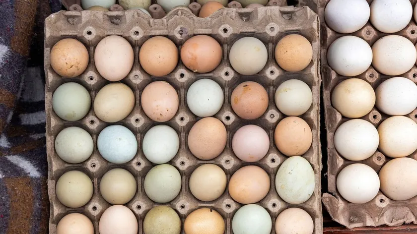 Sırbistan Pazarlarında Nadir Bulunan Keklik Yumurtaları Yüksek Besin Değeriyle Dikkat Çekiyor