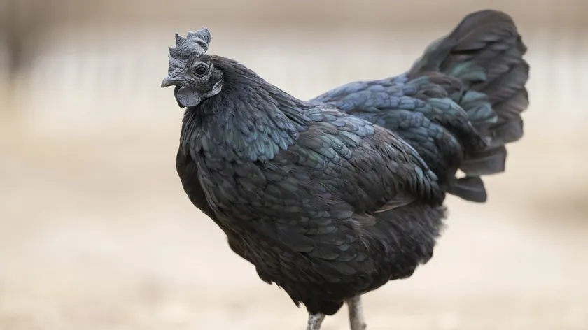 Ayam Cemani Tavukları Nadir Güzelliğiyle Dünyanın En Pahalı Canlısı Olarak Öne Çıkıyor