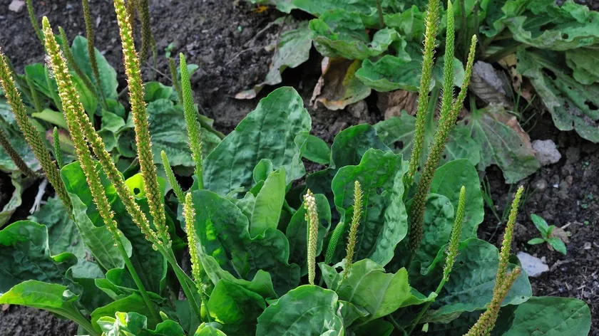 Sırbistan'da her bahçede yetişen bokvicanın faydaları çoğu kişi tarafından göz ardı ediliyor