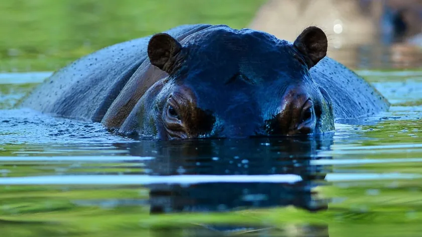 Kolombiya Escobar'a ait düzinelerce kokain hipopotamını itlaf etme planını onayladı