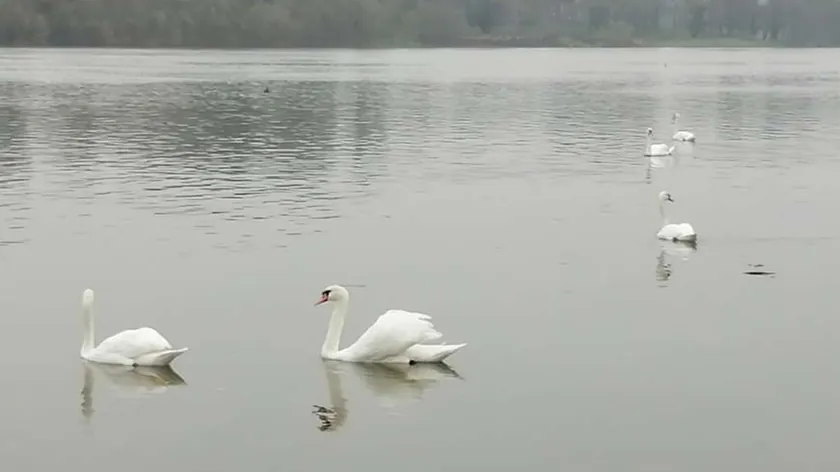 Sırbistan'ın Vranje Kentindeki Aleksandrovaç Gölü'nde Kuğulara Yapılan Müdahale Tepki Çekti