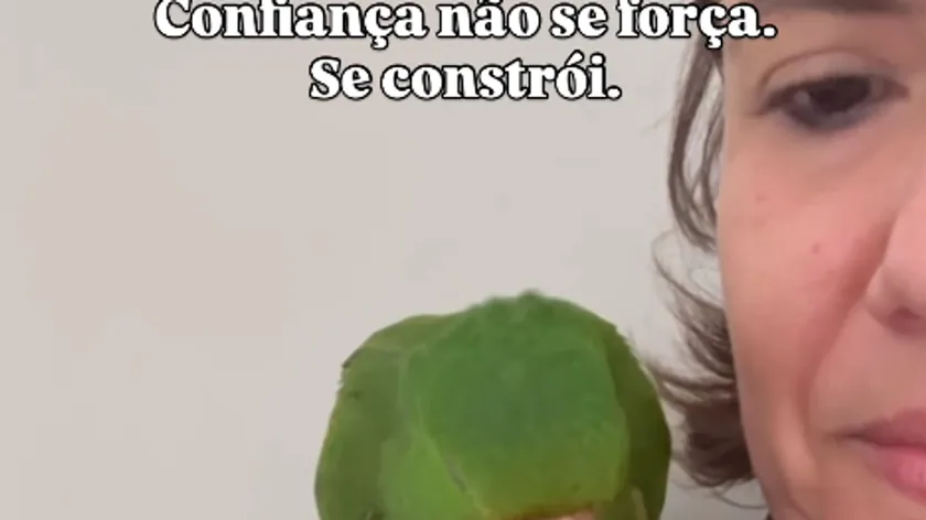 Brezilya'da kurtarılan papağan, kendisini iyileştiren insanların yanına geri döndü