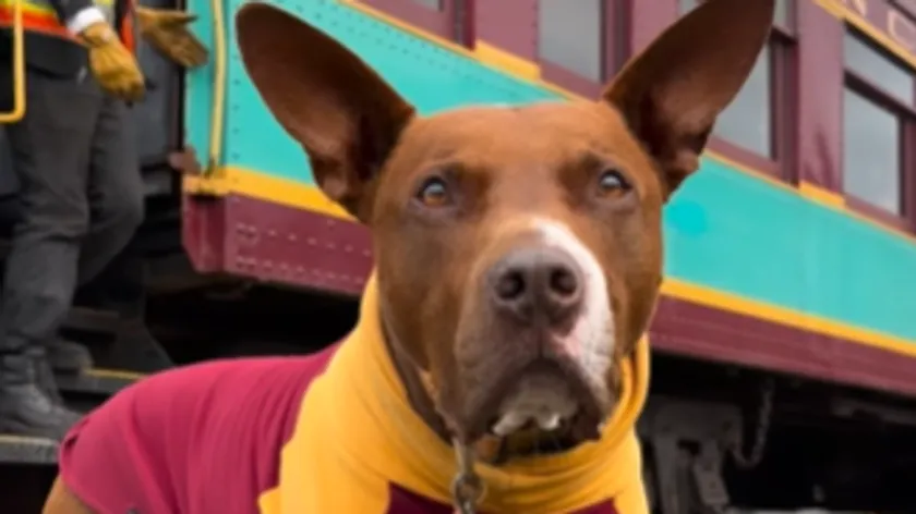 ABD'de Balu adlı Amerikan buldogu ilk tren yolculuğuyla sosyal medyayı salladı