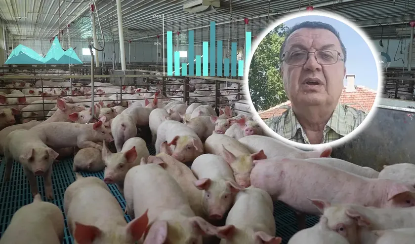 Sırbistan'da domuz kudu hastalığı nedeniyle olağanüstü durum ilan edildi.