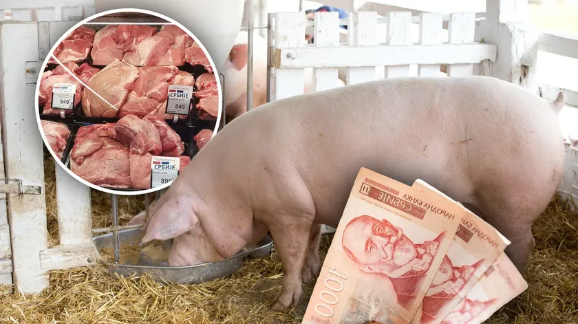 Sırbistan'da domuz yetiştiriciliği sektörü zor durumda önemli düşüş yaşanıyor