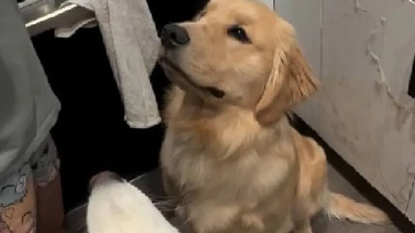 Samoyed ve Golden Retriever'ın mutfakta et beklemesi sosyal medyayı salladı