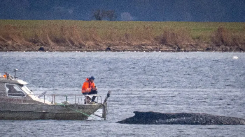 Almanya'da karaya vuran kambur balık Timi için tüm kurtarma umutları tükendi