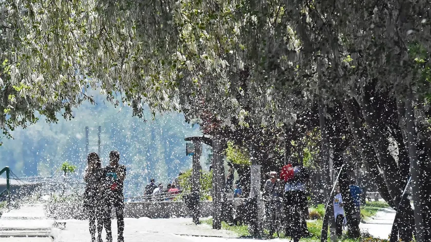 Sırbistan'da Bahar Alerjileri Giderek Agresifleşiyor Uzmanlardan Önemli Uyarı Geldi