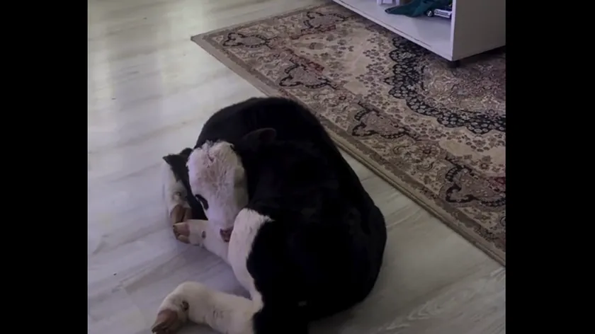 Karadağ'da Garović Ailesi Soğuktan Koruduğu Buzağıyı Evine Taşıyarak Örnek Oldu