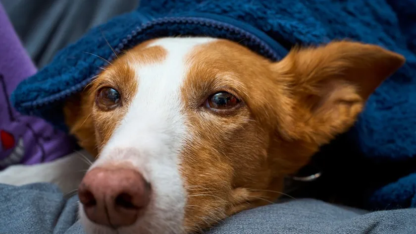 Mali bir köpek, San Francisco'daki bir koyda yüzüyor olarak bulundu.